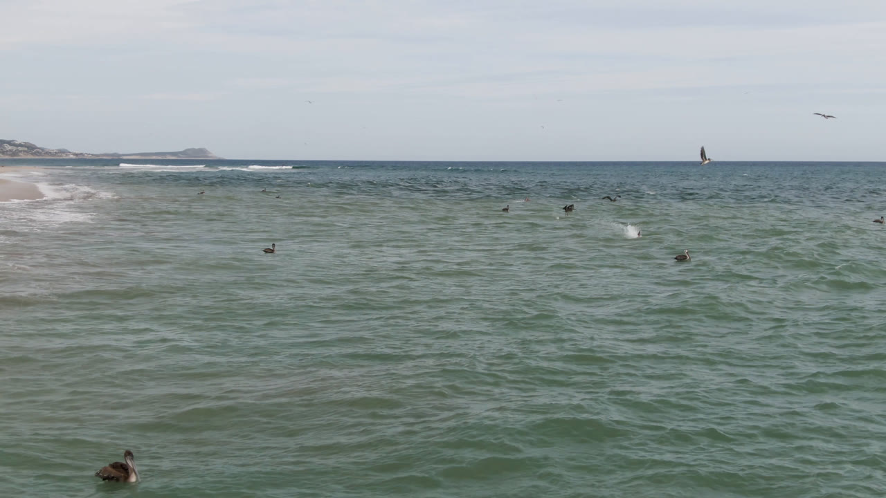 Wide San Jose Del Cabo ocean frame with green-blue water in front, small swimmers spread across the surface, birds in the sky, and a distant shoreline along the horizon.