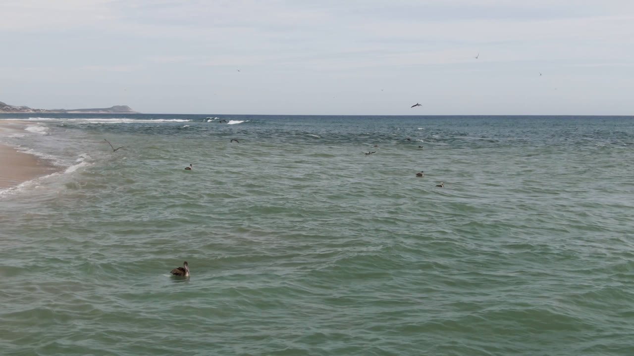 Wide view of San Jose del Cabo ocean water with distant swimmers or surfers, birds over the horizon, low breaking waves, and no readable faces.