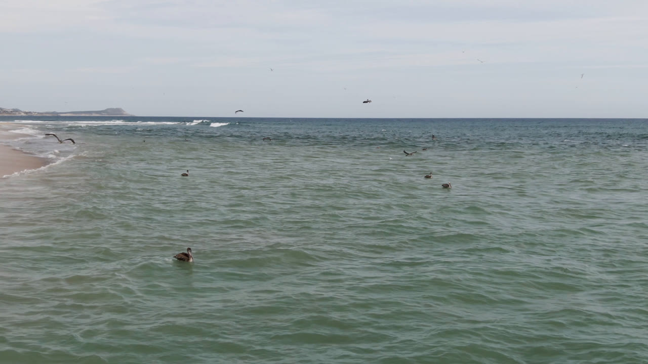 San Jose del Cabo ocean scene with a bird crossing above distant surfers, pale sky, low surf, and no visible facial detail.