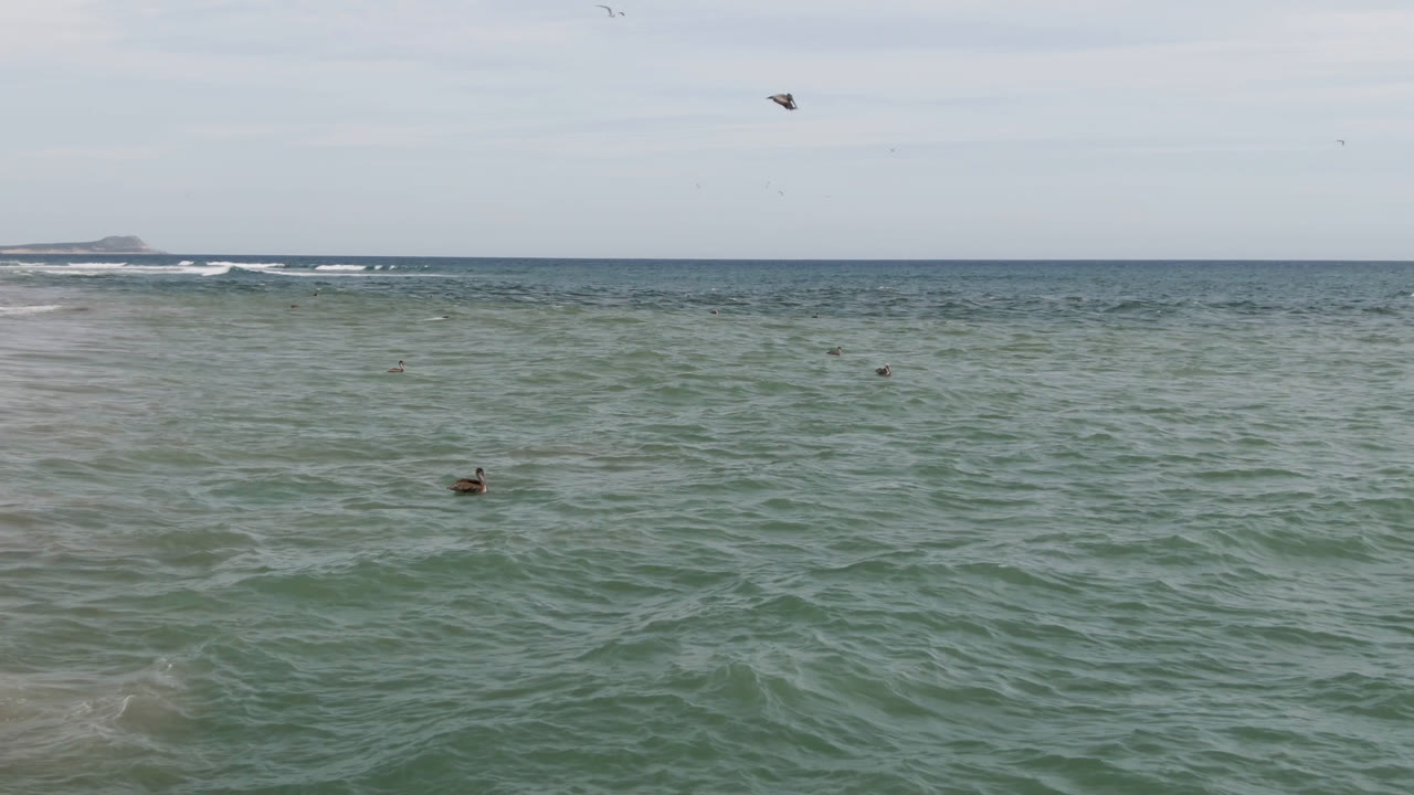 Wide view of the ocean in San Jose del Cabo, Baja California Sur, with small distant surfers in the water, birds above, low white surf near the horizon, and no visible faces.