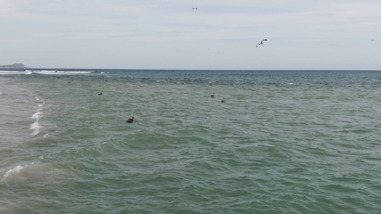 Distant surfer shapes in green-blue water with birds and white surf beyond.