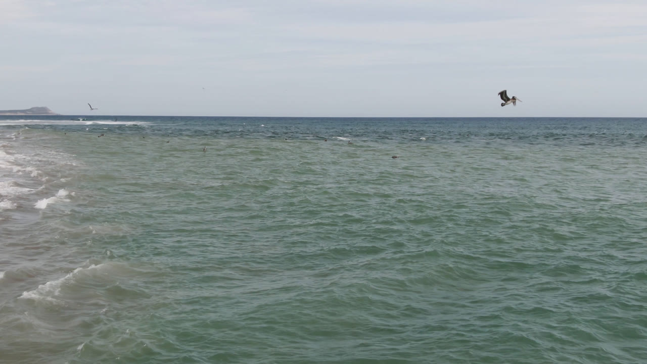 Elevated view of green-blue ocean and a sandy beach edge in San Jose del Cabo, with birds flying and floating on the water and no visible people.