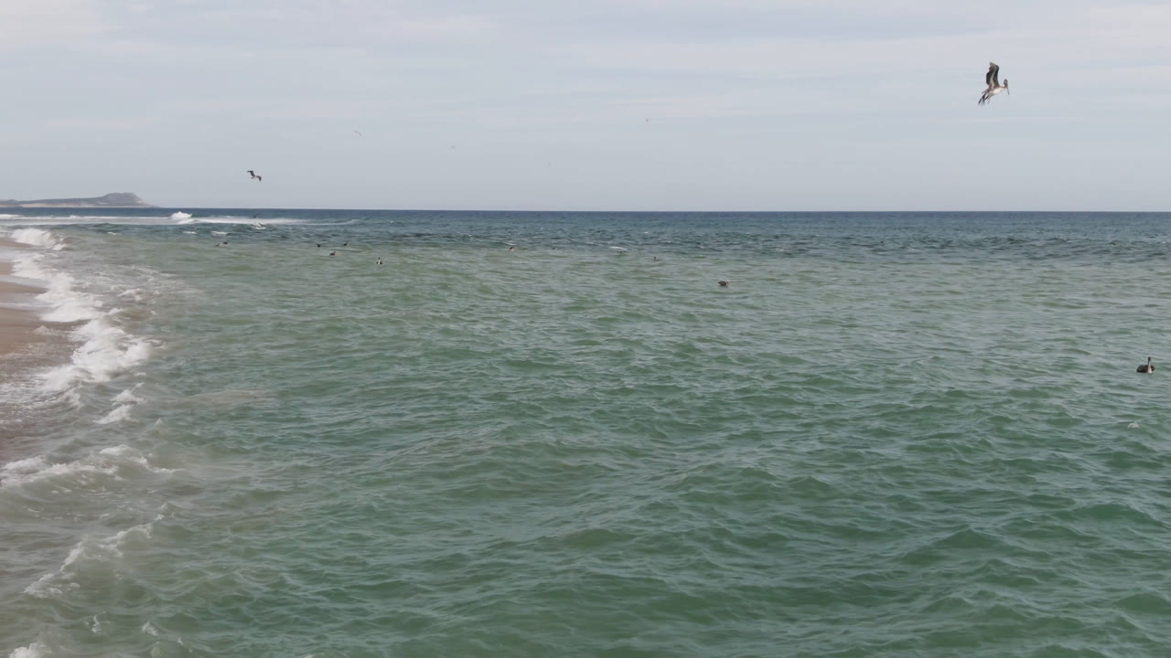 San Jose del Cabo shoreline continues along the left side while rippled green water fills the frame, with small birds scattered across the surface and no visible people.