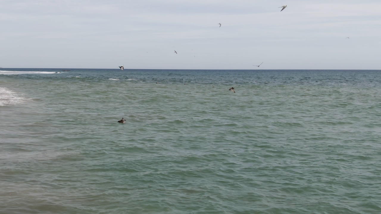 San Jose del Cabo ocean frame with rippled green water in the foreground, low white surf near the horizon, several distant birds, and no visible people.
