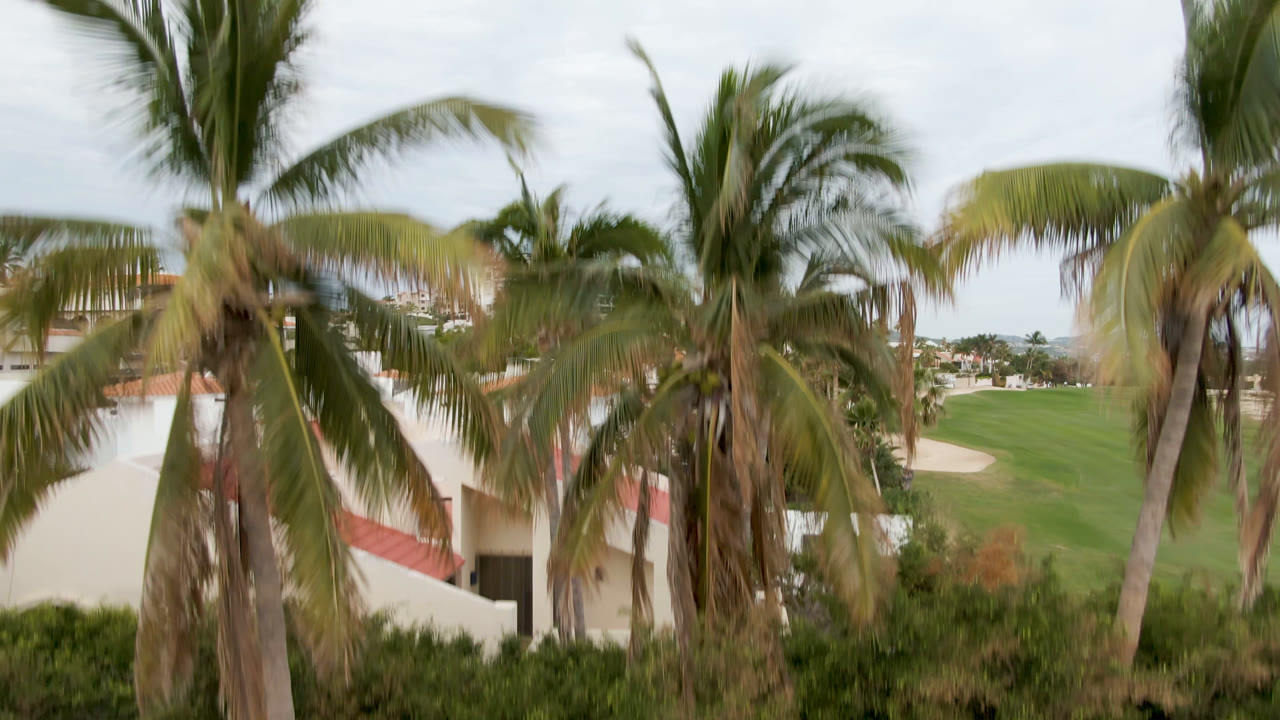 Tall palms stand beside white buildings in San Jose del Cabo, with a green golf fairway and sand trap visible to the right under pale sky.