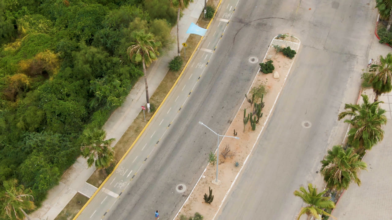Overhead street with median planting, palms, and dense roadside greenery.