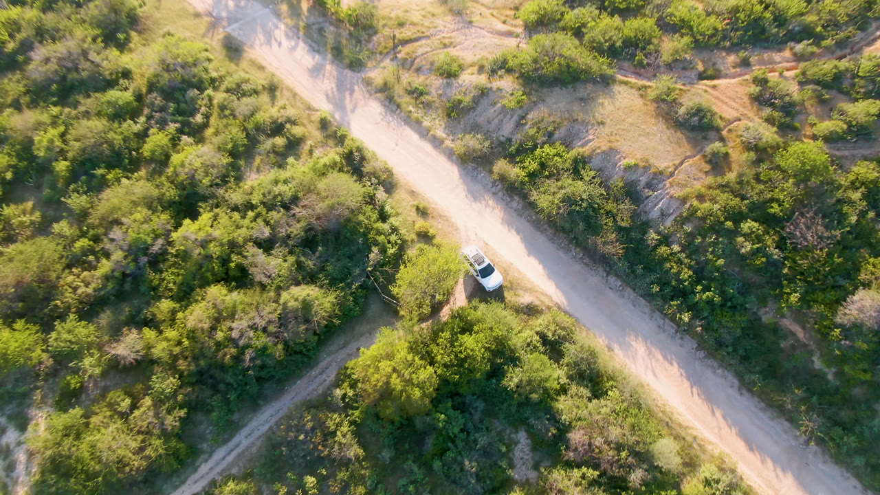 White car on a pale road bordered by shrubs and palms.