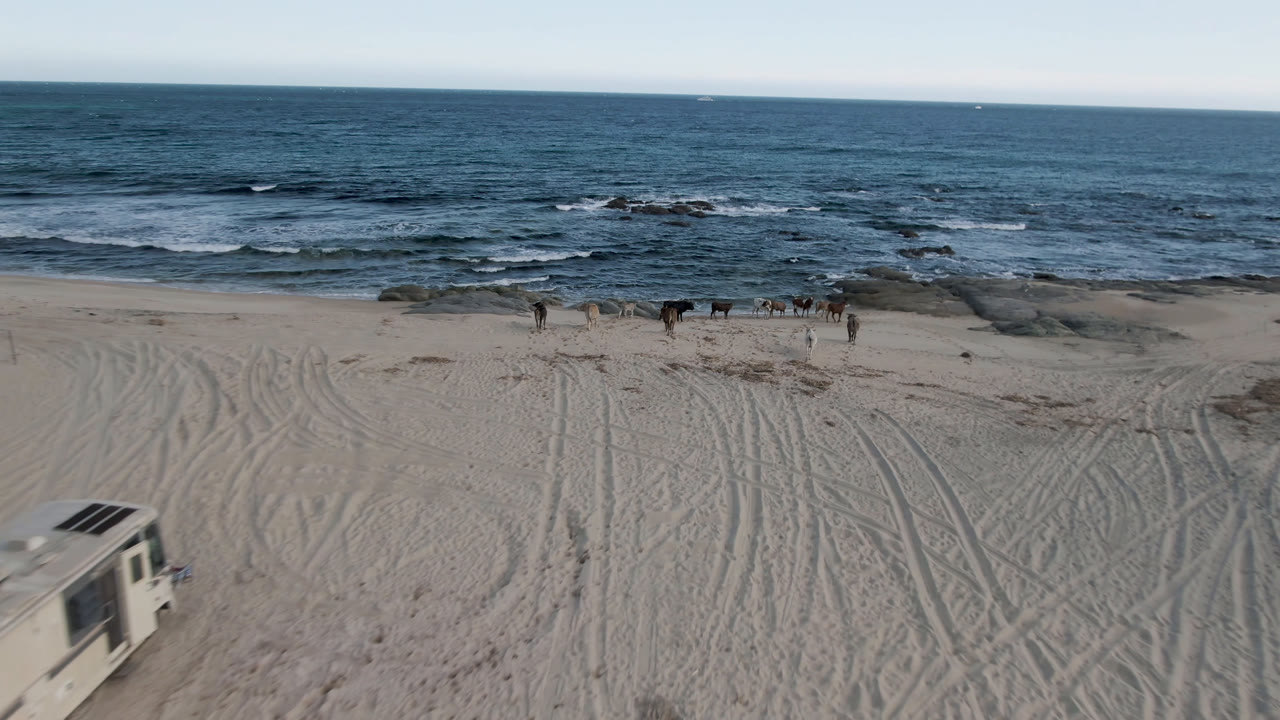 Wide elevated view of cows on Shipwrecks Beach in Los Cabos, with tire tracks in the sand, rocky surf behind them, a partial vehicle at the lower left edge, and no visible people.