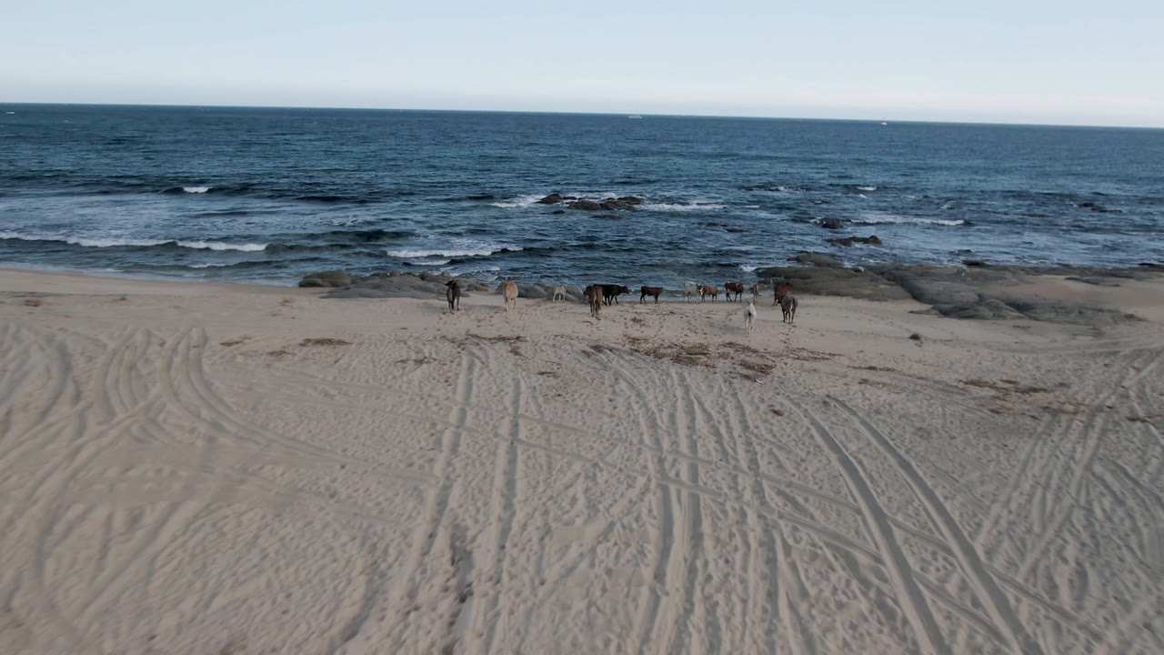 Wide frame of cows moving along Shipwrecks Beach in Los Cabos, with pale sand in front, small breaking waves behind the animals, rocky patches in the water, and no visible people.