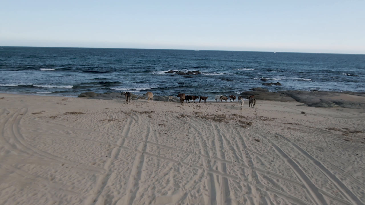 Several cows stand and walk across sand near the ocean horizon.