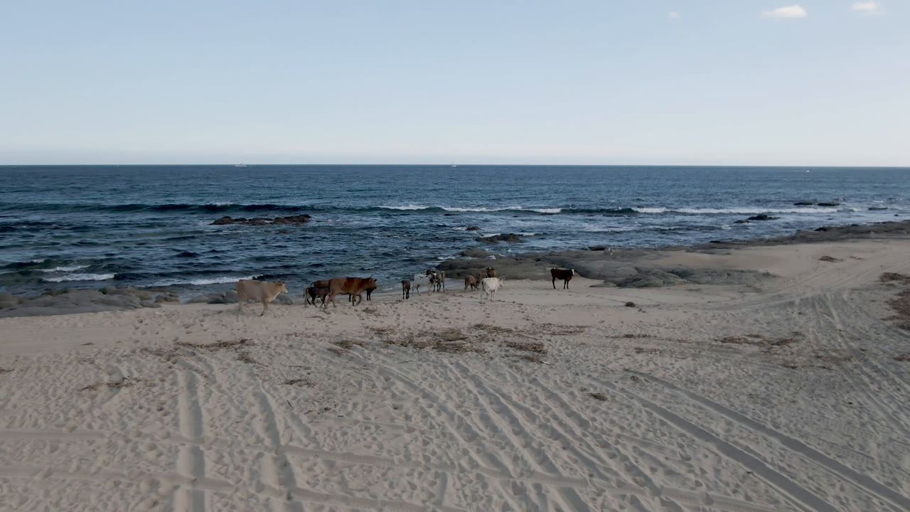 Several cows cross the sand at Shipwrecks Beach in Los Cabos, with ocean waves, low rocks, foreground tracks, and no visible people.