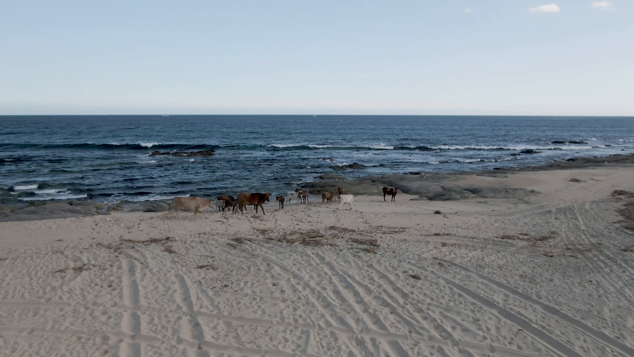 The cows appear slightly farther along Shipwrecks Beach in Los Cabos, spread across the midground with rippled surf and no visible people.