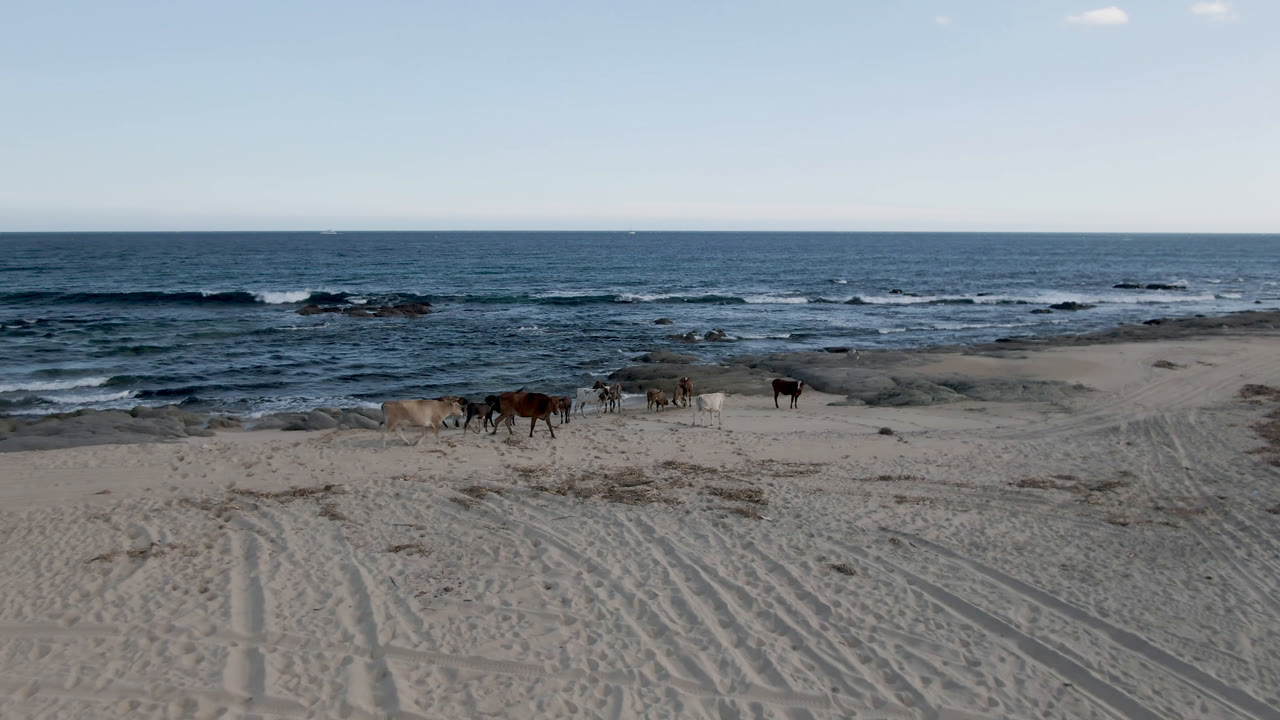 Herd of cows walking across open sand near rocky surf.