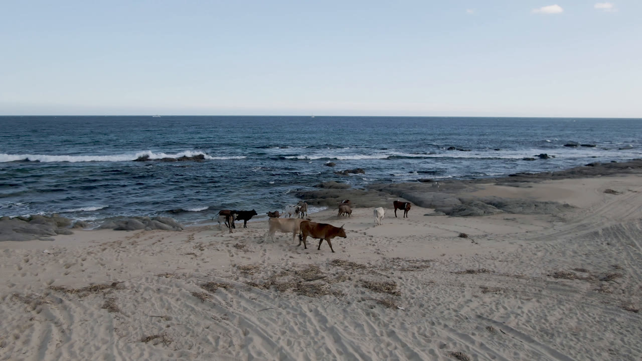 Several cows move across the sand at Shipwrecks Beach in Los Cabos, with rocky surf, a clear horizon, and no visible people at the opening moment.