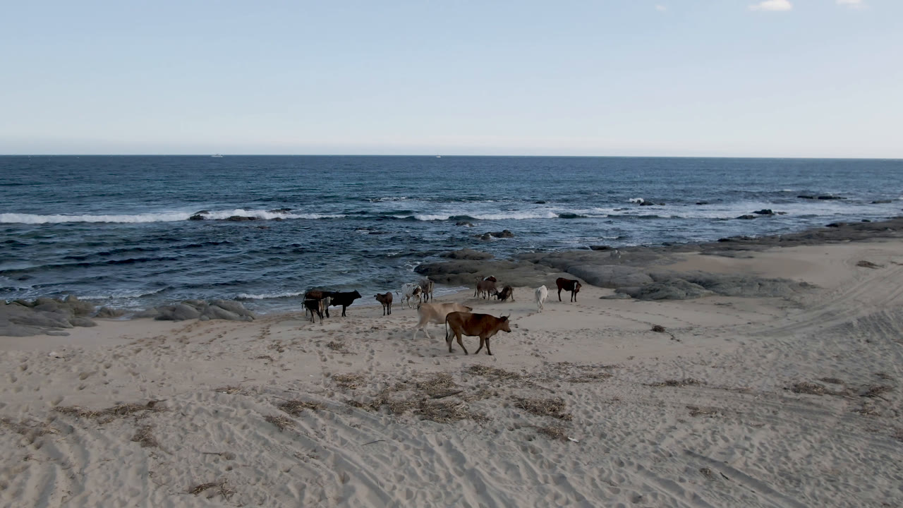 The herd remains in the midground on Shipwrecks Beach in Los Cabos as small waves break over dark rocks and no visible people appear in the frame.