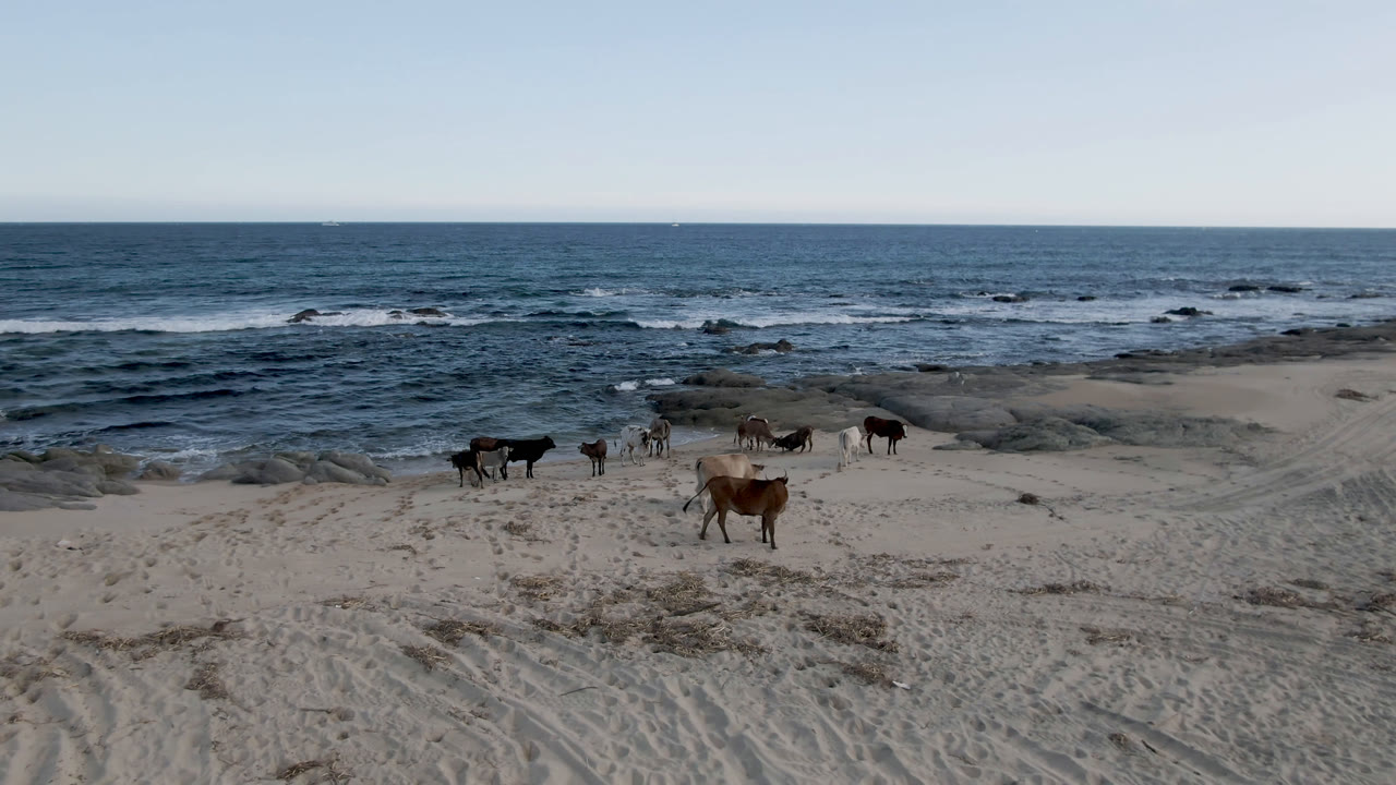 Brown and dark cows on a beach with low waves and rocks offshore.