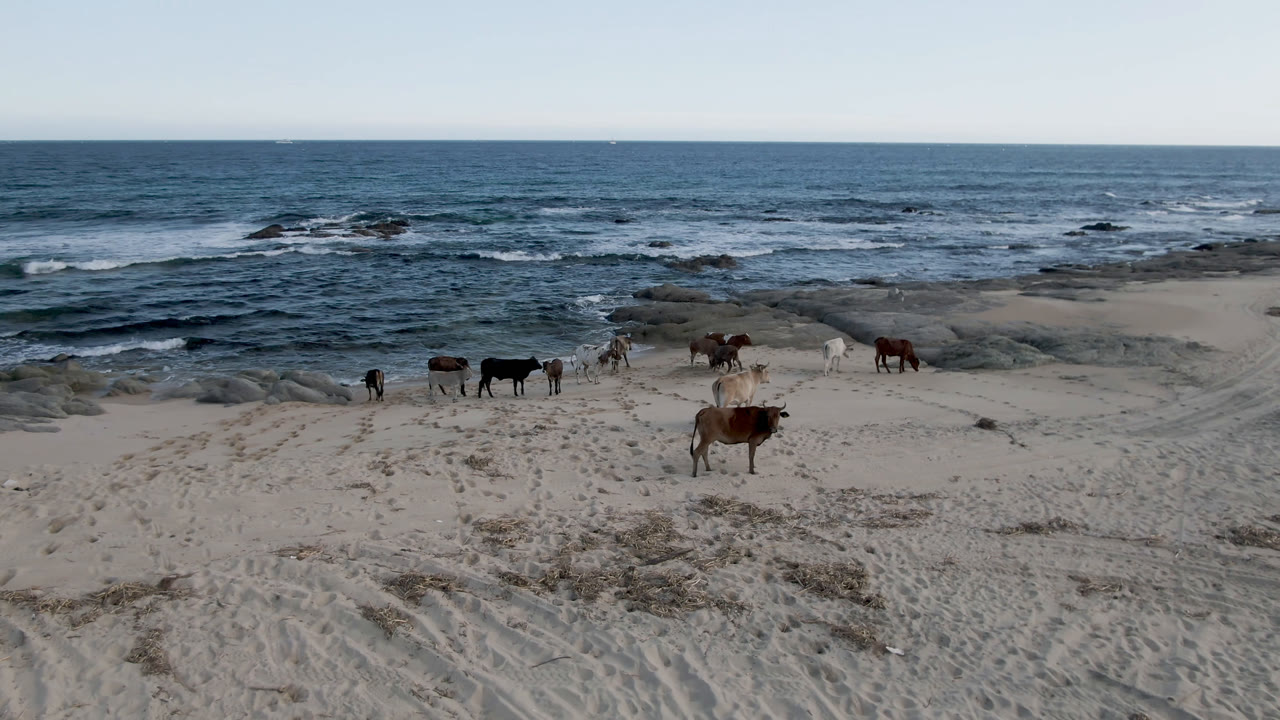 Several cows stand and walk across sandy Shipwrecks Beach in Los Cabos, with breaking ocean waves, scattered rocks, a clear horizon, and no visible people.