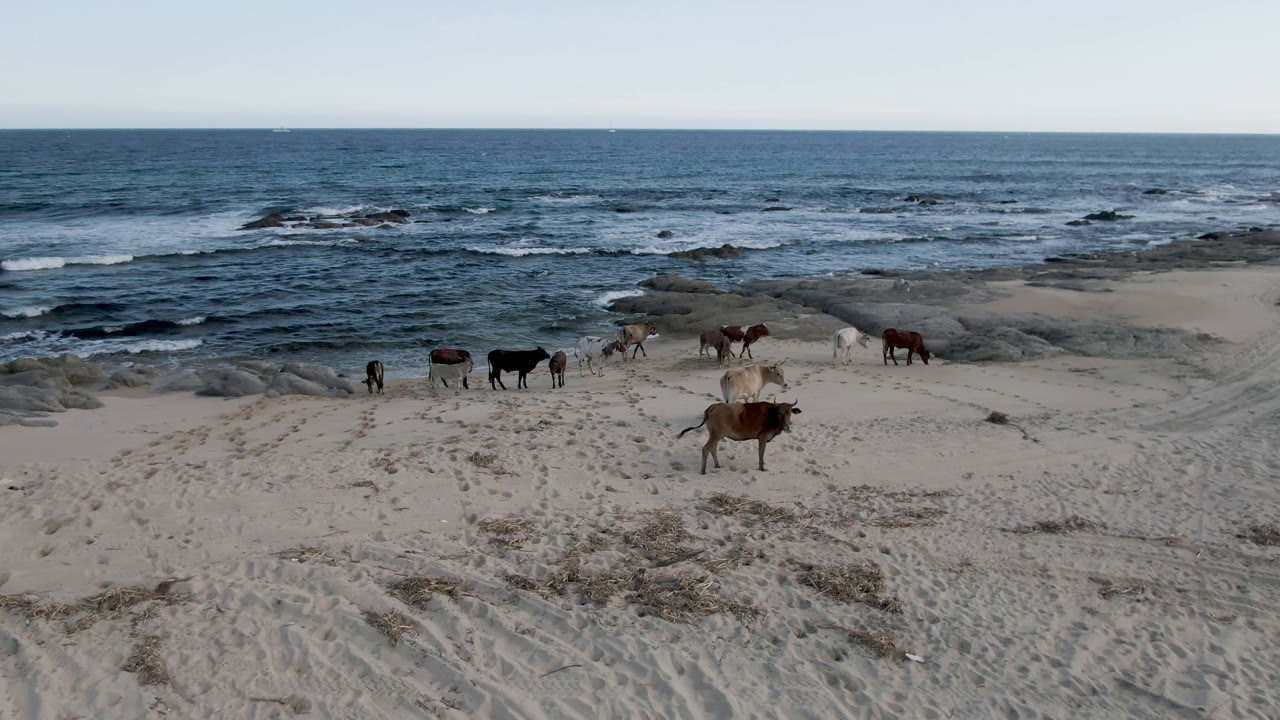 Cows move across the pale sand at Shipwrecks Beach in Los Cabos, with one brown cow nearer the foreground, a rocky surf line behind, and no visible people.