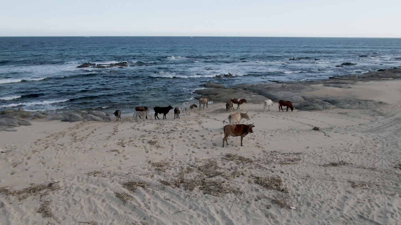 Cows spaced along a beach below a blue ocean horizon.