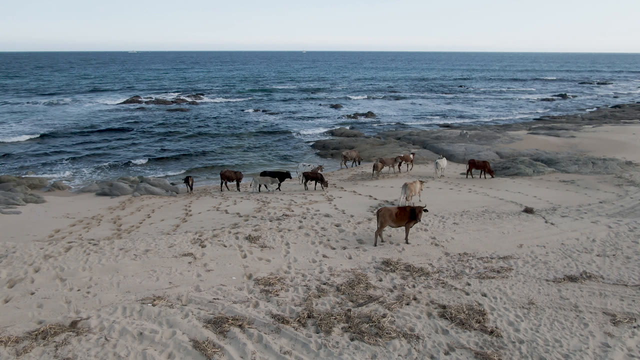 Several horses stand and graze on sand at Shipwrecks Beach in Los Cabos, with rocky surf and a wide ocean horizon behind them and no visible people.