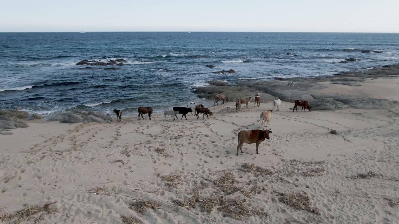 Horses remain scattered across pale sand at Shipwrecks Beach in Los Cabos while white wave foam breaks over dark rocks in the background, with no visible people.