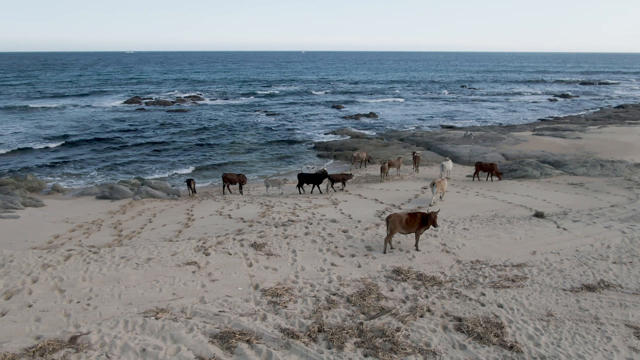 Beach horses with surf and rocks under clear sky