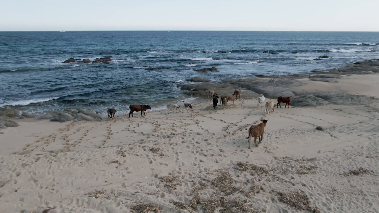 Several cows walk across sand and rock near the surf at Shipwrecks Beach Los Cabos, with blue ocean beyond and no visible people.