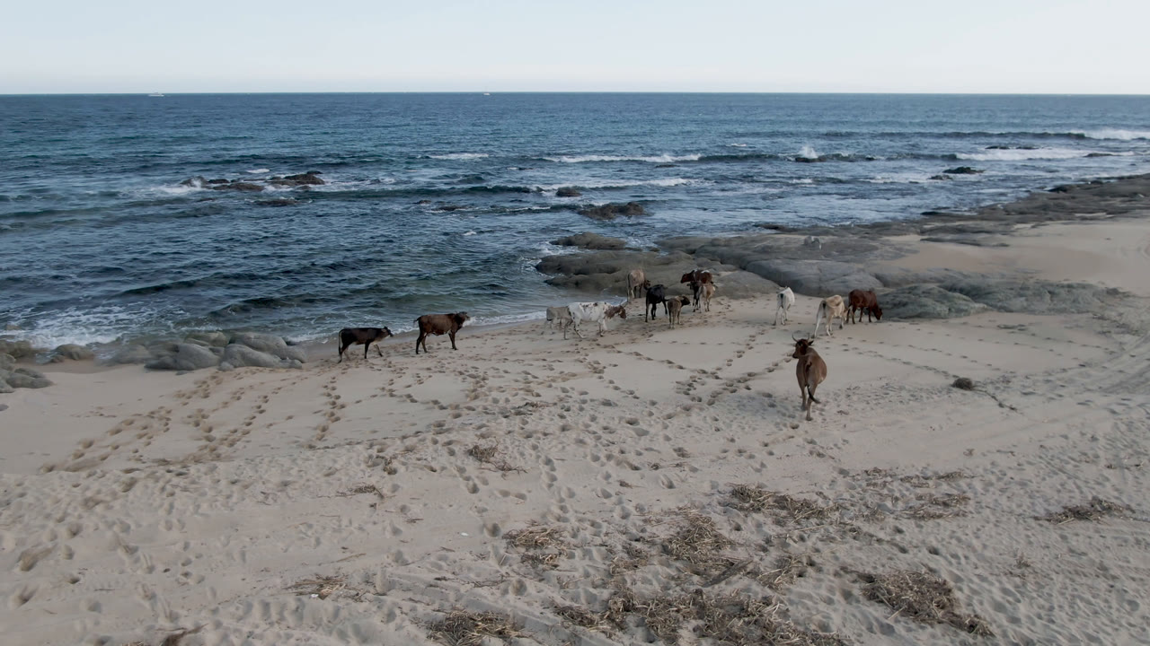 Cows crossing sand near exposed rocks and blue water