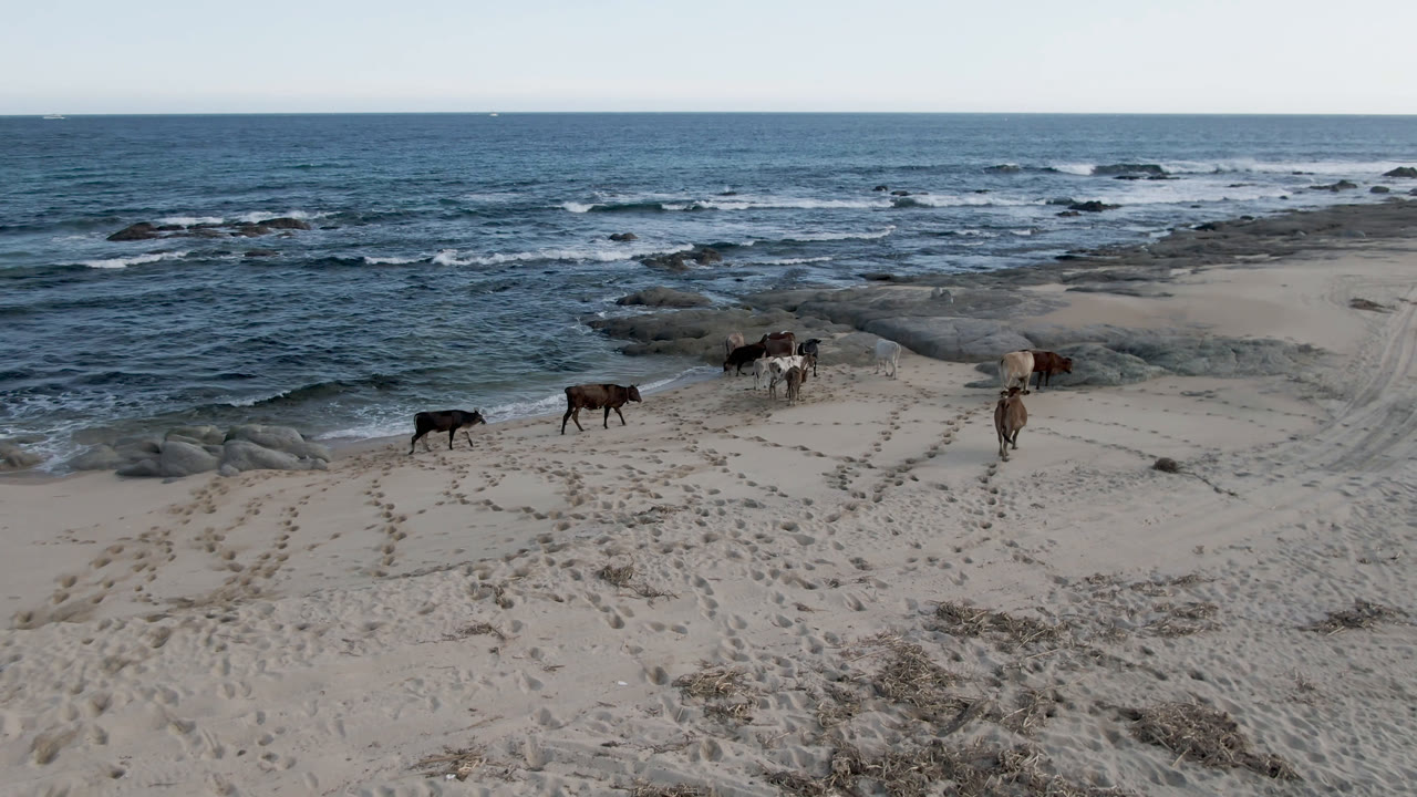 Wide elevated view at Shipwrecks Beach in Los Cabos, Mexico, with cows spread across pale sand near rocks and rolling surf, no visible people.
