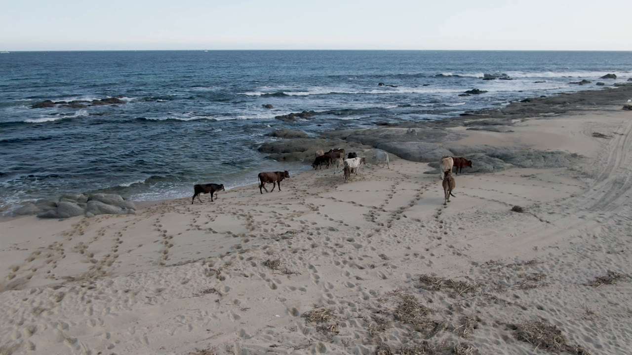Cows continue along the sandy shoreline at Shipwrecks Beach in Los Cabos, Mexico, with dark rocks in the surf and patterned tracks across the foreground, no visible people.