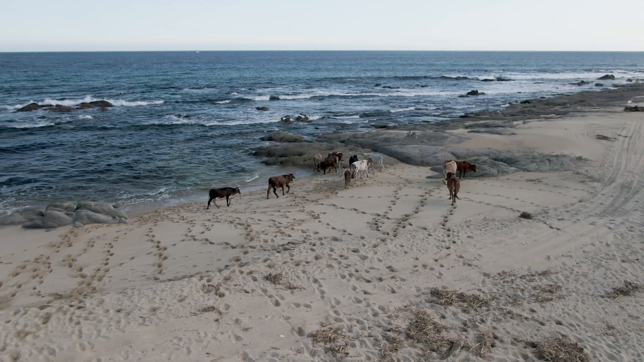 Cows crossing beach sand with ocean waves behind them.