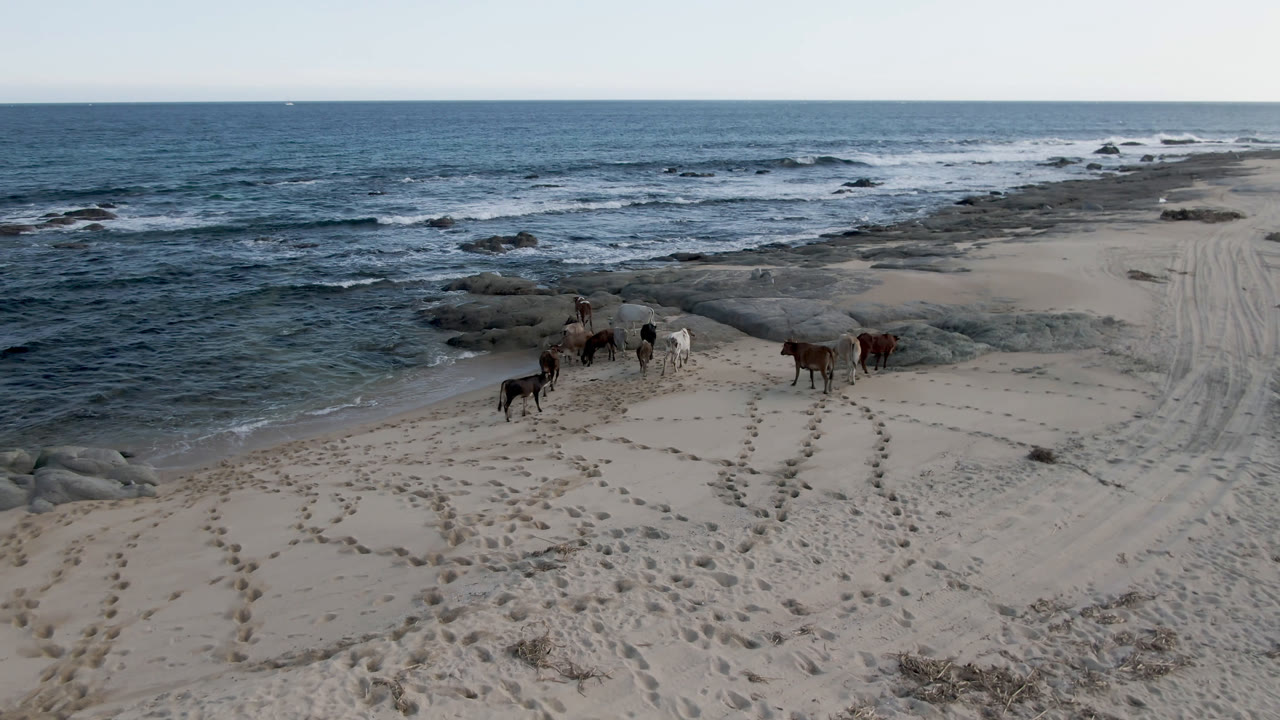 At Shipwrecks Beach Los Cabos, several horses cross pale sand near low rocks and breaking waves, with tire tracks on the right and no visible people.