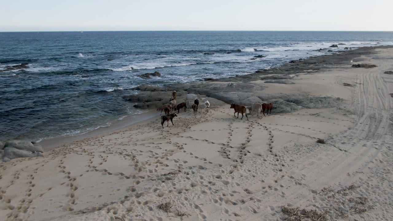 At Shipwrecks Beach Los Cabos, the horses remain grouped on the sand while small waves break over dark shoreline rocks and beach tracks lead toward the upper right, with no visible people.