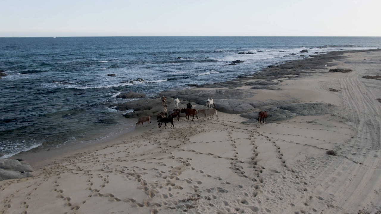 Aerial view of cows on Shipwrecks Beach in Los Cabos, Baja California Sur, with surf on the left, dark shoreline rocks ahead, tire tracks on the sand, and no visible people.