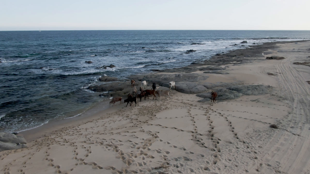 Cows continue across the sand at Shipwrecks Beach in Los Cabos, Baja California Sur, with foamy water reaching the rocky shoreline and no visible people.