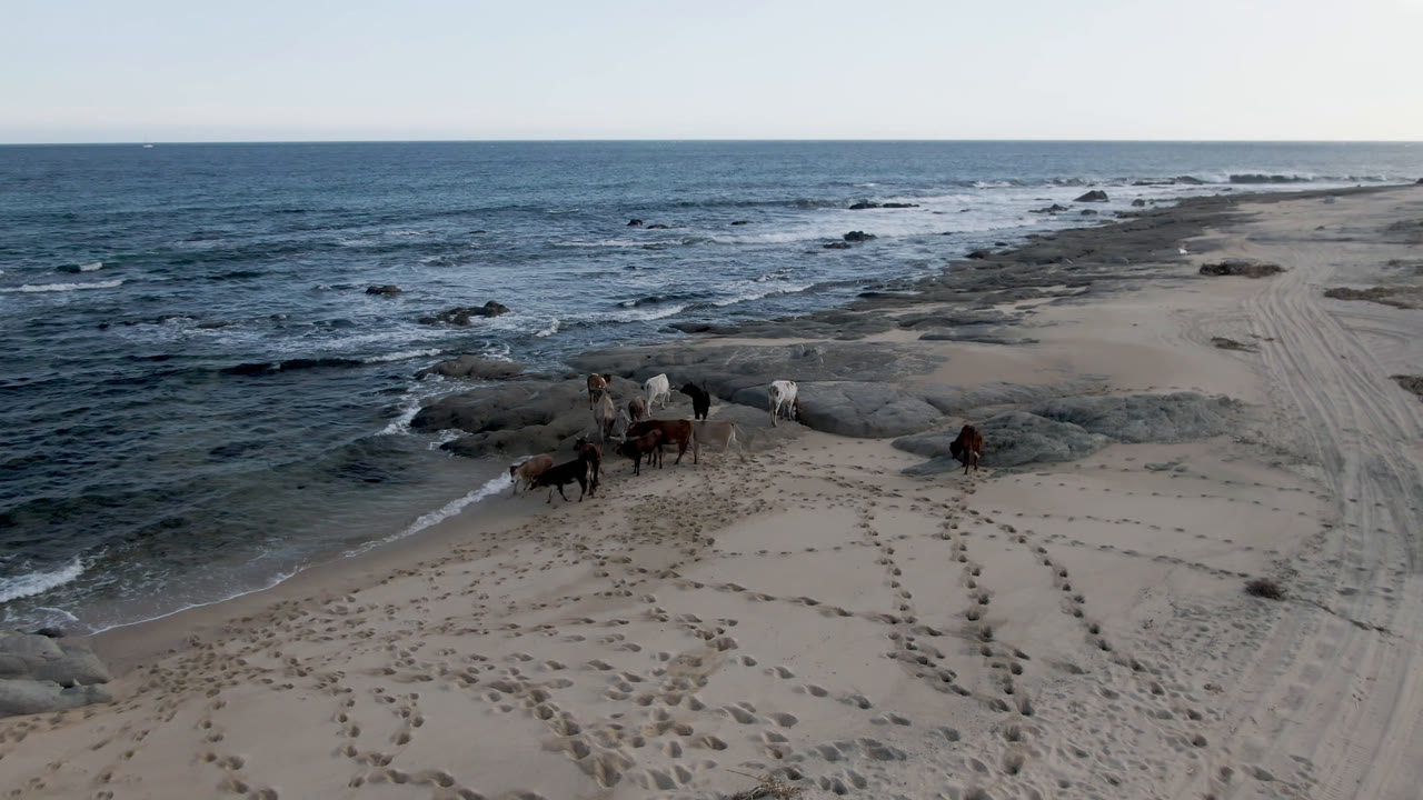 Group of cows near rocks with ocean waves and open sand.