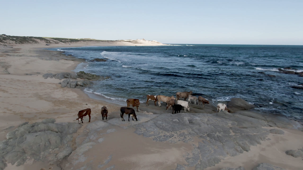 Horses standing on a sandy beach beside rocks and ocean waves.