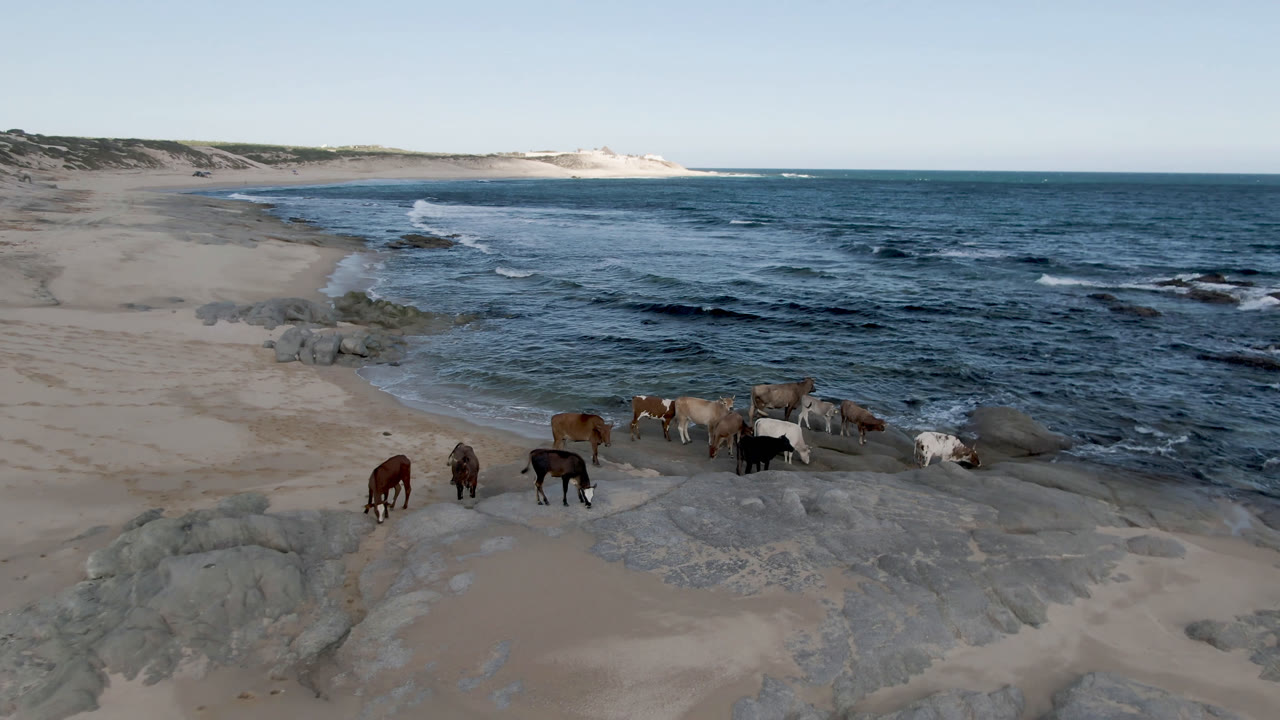 The horses remain spread across pale sand and shoreline rocks at Shipwrecks Beach Los Cabos, while small waves break behind them and no people are visible.