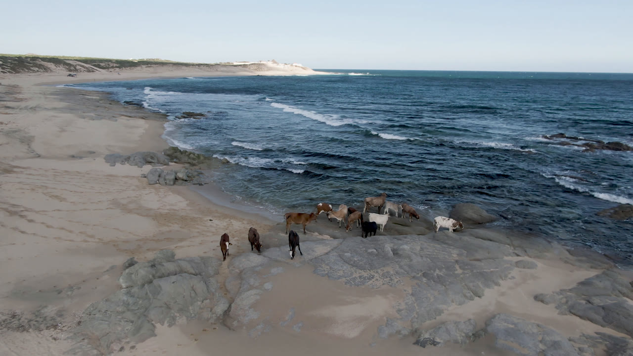 Elevated wide view of horses on pale rocks and sand at Shipwrecks Beach Los Cabos, with dark blue surf and a clear horizon, no visible people.