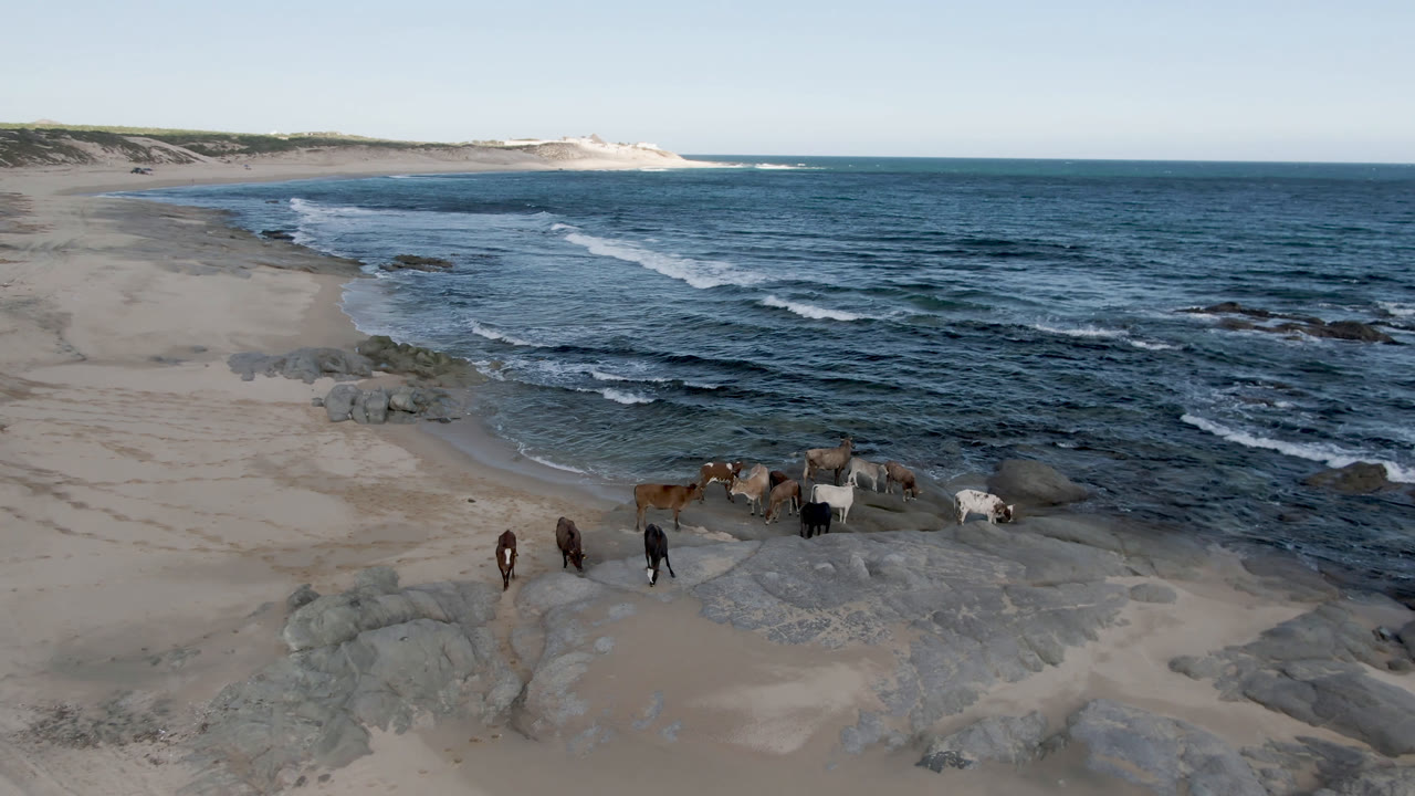 Horses remain clustered on the rocky sand at Shipwrecks Beach Los Cabos as white lines of surf move toward shore, no visible people.