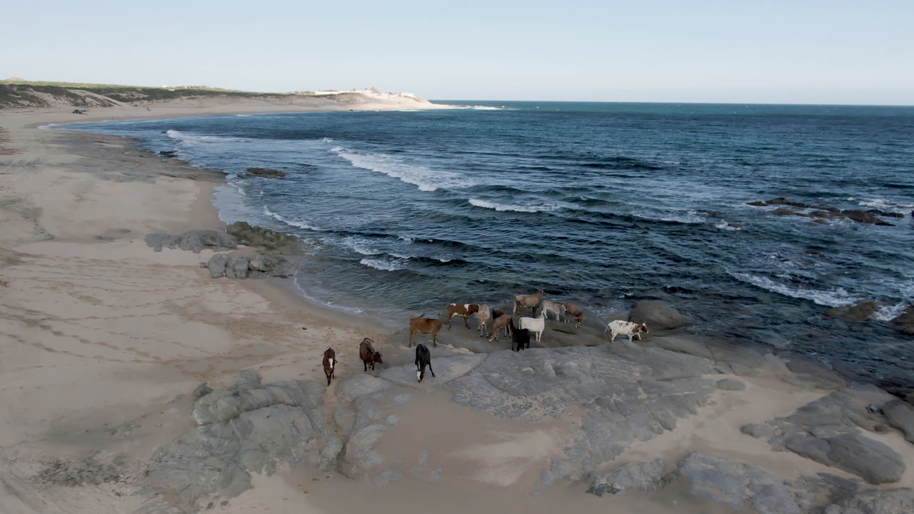 Horses spread across beach rocks near the surf.