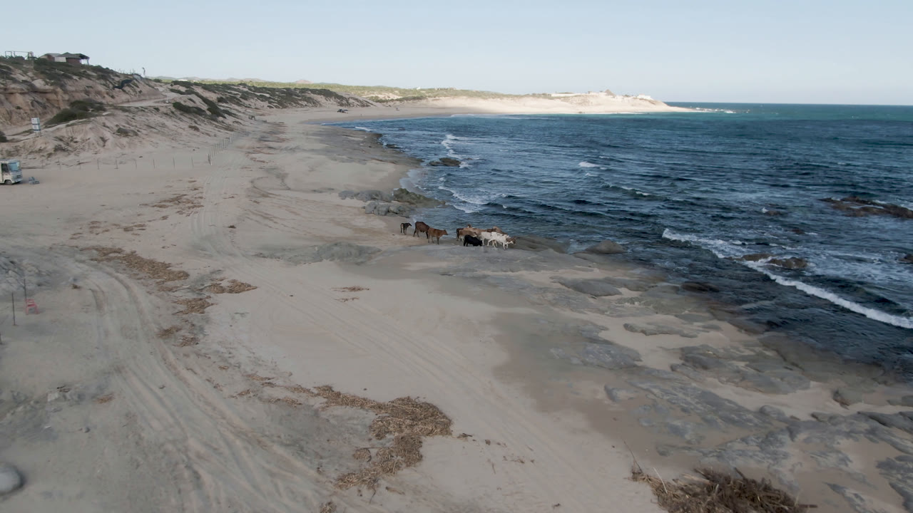 Aerial view of cows on the sand near the surf at Shipwrecks Beach in Los Cabos, with dunes to the left, ocean to the right, and no visible people.