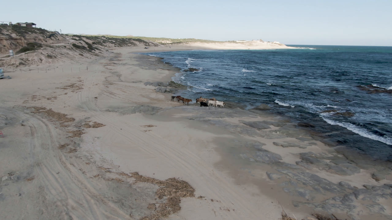 Cows continue along the waterline at Shipwrecks Beach in Los Cabos, with wet sand patches, small breaking waves, a clear horizon, and no visible people.