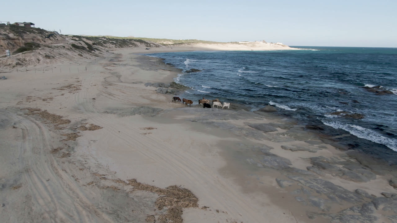 Aerial beach view with cows near rocky surf.