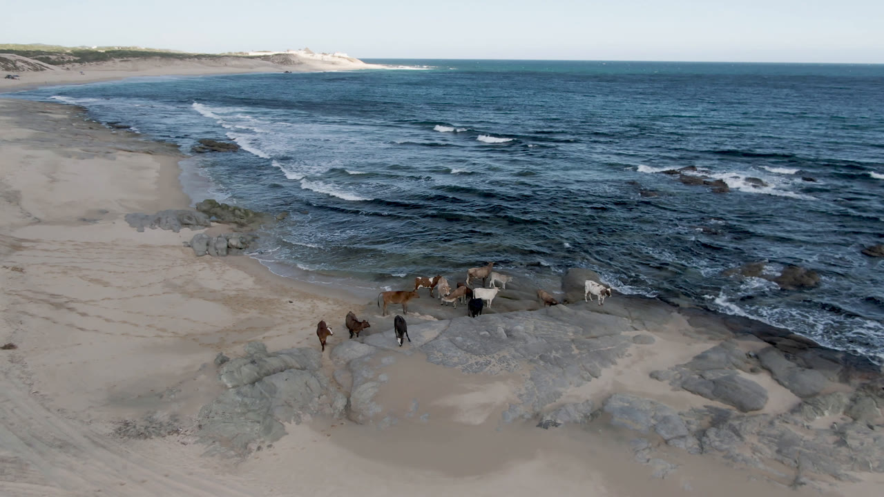 Drone frame from Shipwrecks Beach Los Cabos showing white wave bands curling toward the sand, dark rocks along the waterline, scattered wreckage, and no visible people.