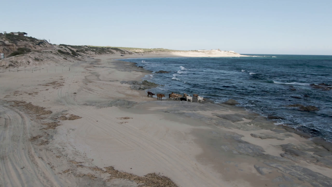 Wide beach and ocean view with distant people and animals near the shoreline.