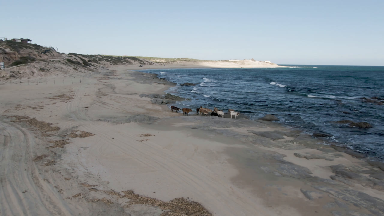 Wide coastal frame at Shipwrecks Beach in Los Cabos showing tire-marked sand in the foreground, waves breaking to the right, dunes beyond, and tiny people beside animals near the surf.