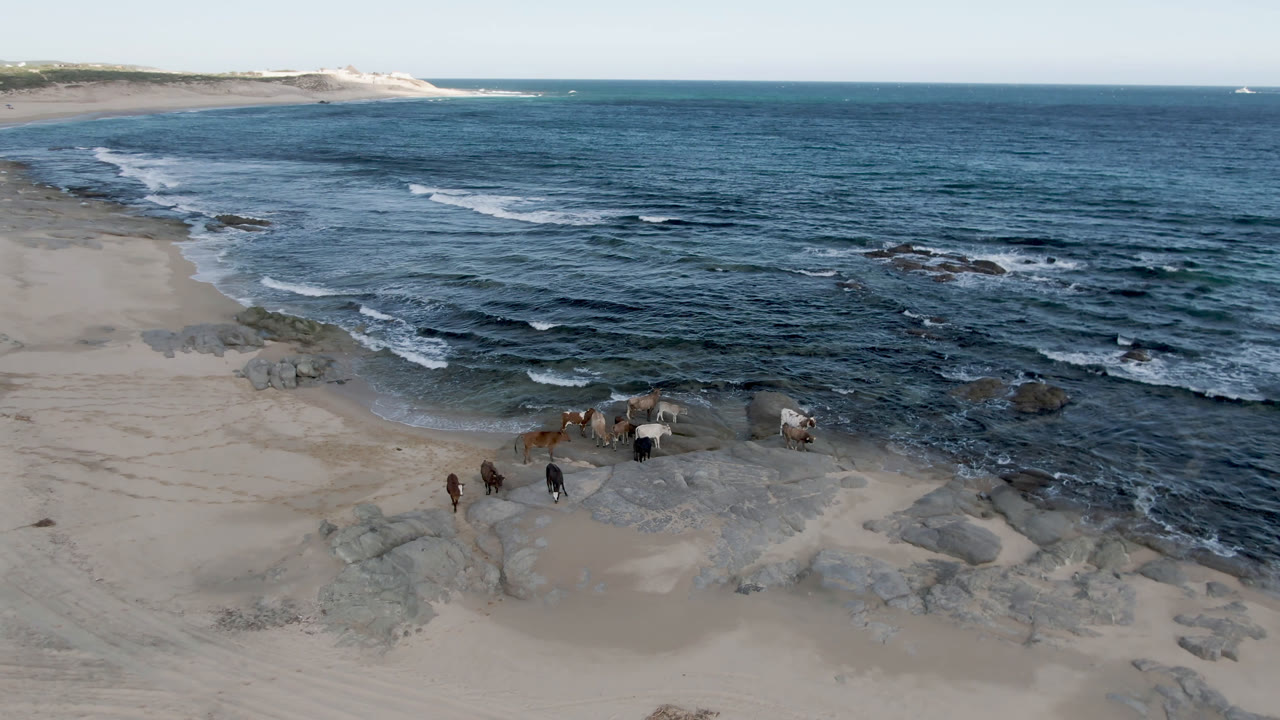 Aerial frame over Shipwrecks Beach in Los Cabos showing animals gathered near pale rocks, blue surf, sandy beach, distant dunes, and no visible people.
