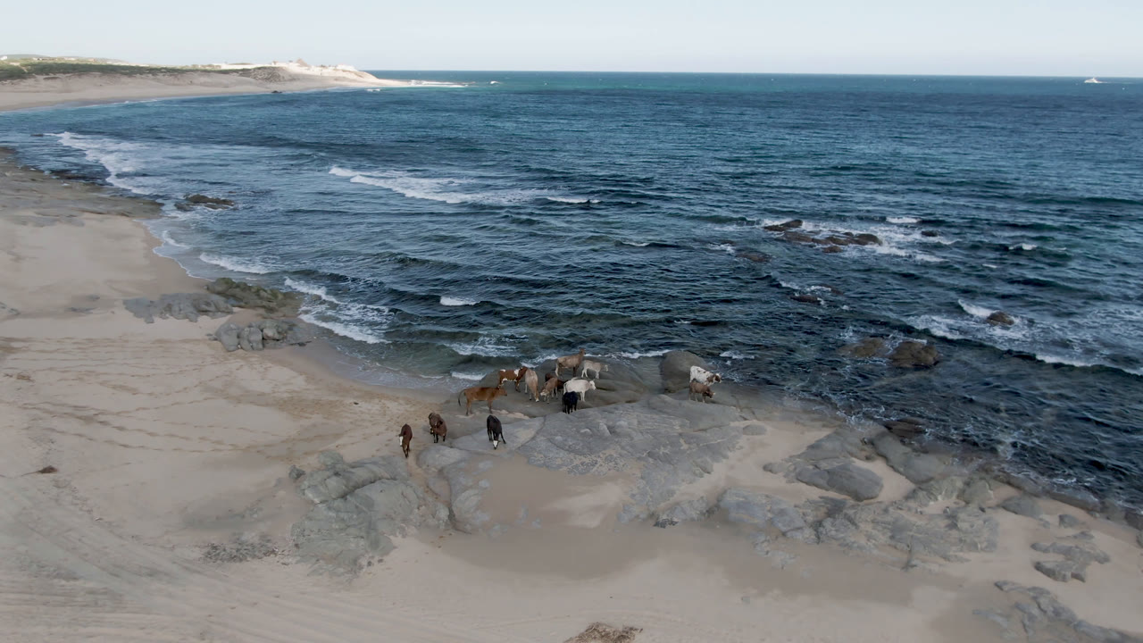 Aerial view at Shipwrecks Beach in Los Cabos with the animal group slightly clearer against the rocks, white wave lines behind them, broad sand to the left, and no visible people.