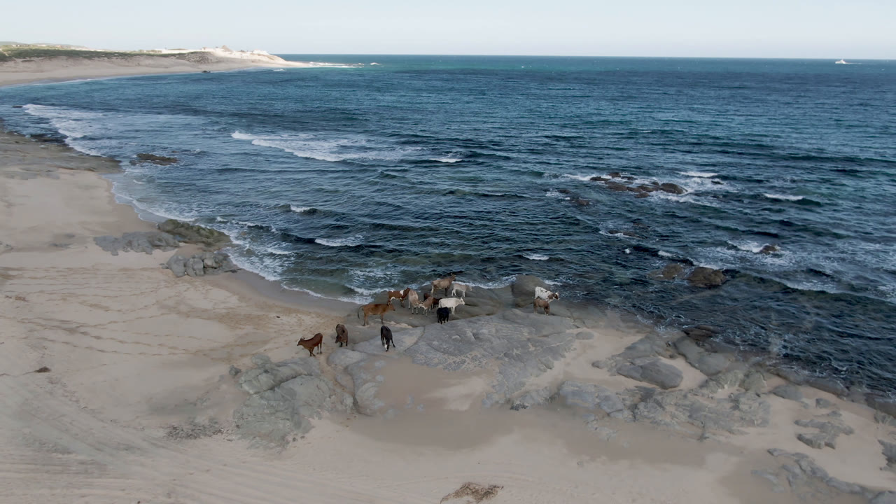Drone view of animals beside surf on a rocky beach